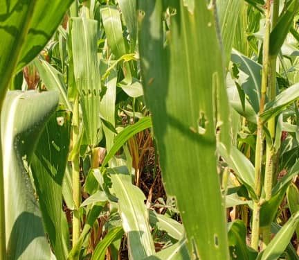 Mutaho: des champs de maïs menacés par une maladie bactérienne