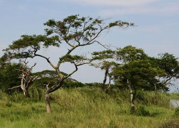 Délocalisation et désespoir chez les anciens habitants de Kagaragara