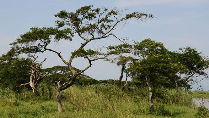 Délocalisation et désespoir chez les anciens habitants de Kagaragara
