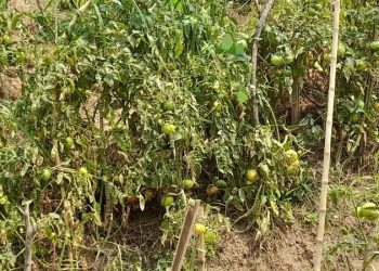 Maladies et insectes menacent les champs de tomates à Murembwe