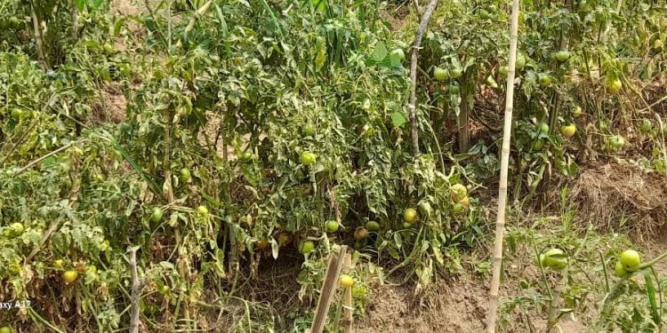 Maladies et insectes menacent les champs de tomates à Murembwe