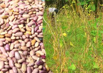 Ngozi: Umwimbu w’ibiharage ntuzogenda neza muri komine Buye