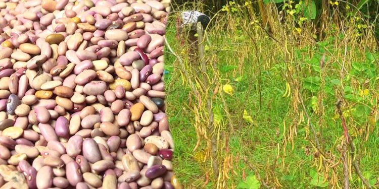 Ngozi: Umwimbu w’ibiharage ntuzogenda neza muri komine Buye