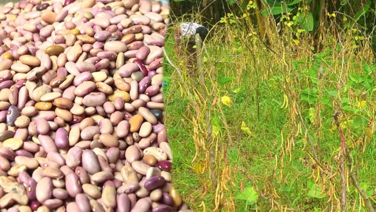 Ngozi: Umwimbu w’ibiharage ntuzogenda neza muri komine Buye