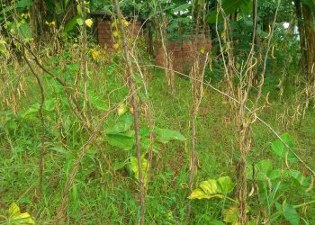 Ngozi : Des producteurs inquiets de la baisse de la production de haricots