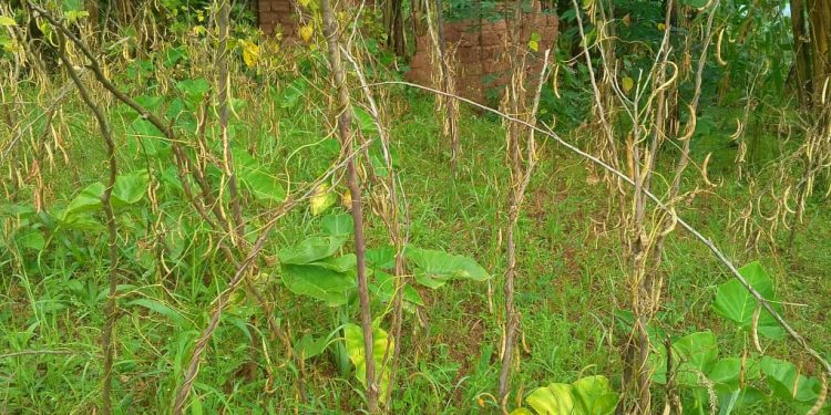 Ngozi : Des producteurs inquiets de la baisse de la production de haricots