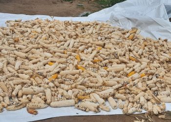 Mutimbuzi : Une lutte d’insectes réussie