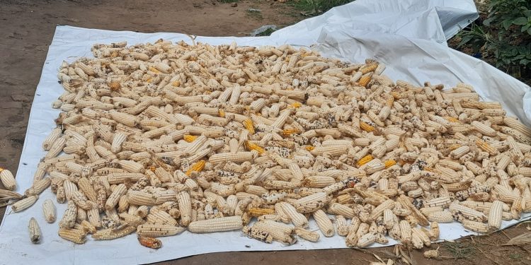 Mutimbuzi : Une lutte d’insectes réussie