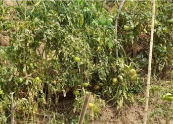 Bujumbura : Imirima y’inyanya irabangamiwe n’indwara y’ikibabu