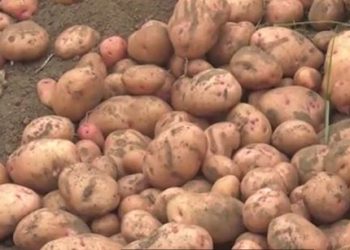 Gisozi : des producteurs de pommes de terre entre résilience climatique et pénurie d’intrants