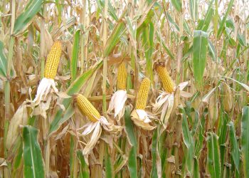 Kumoso : Les producteurs de maïs en détresse face à un marché d’écoulement incertain