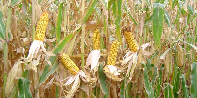 Kumoso : Les producteurs de maïs en détresse face à un marché d’écoulement incertain