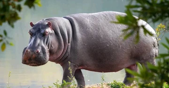 Rumonge: Bidogera imvubu ibononera imirima yabo