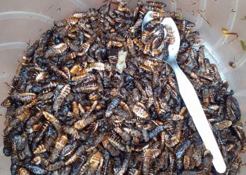 Iswa ni kimwe mubifungurwa bifasha uwacihereje kugumana amagara meza