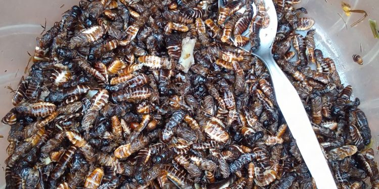 Iswa ni kimwe mubifungurwa bifasha uwacihereje kugumana amagara meza