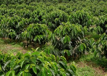 Grognes chez les caféiculteurs de Makamba contre le manque de produits phytosanitaires
