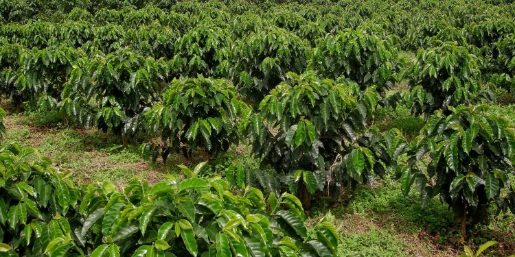 Grognes chez les caféiculteurs de Makamba contre le manque de produits phytosanitaires