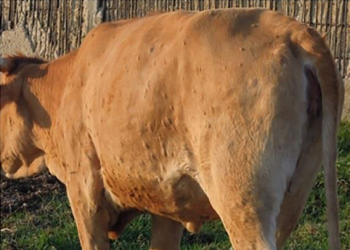 Bururi face à une épidémie bovine : des mesures d’urgence pour stopper la propagation