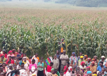 Makamba : espoir et défis autour des variétés de maïs