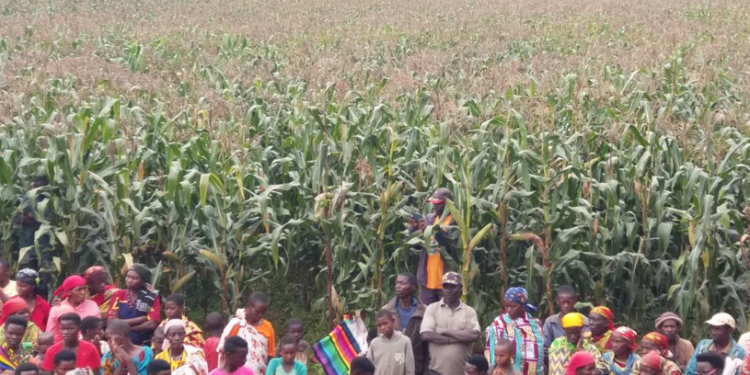 Makamba : espoir et défis autour des variétés de maïs