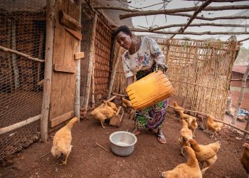 Les éleveurs de poules de Gisozi inquiets face à une épidémie