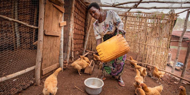 Les éleveurs de poules de Gisozi inquiets face à une épidémie