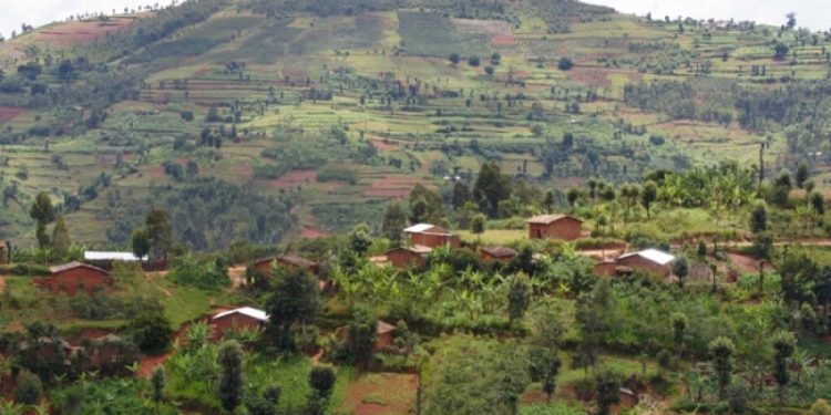 Bururi: Abagabo babiri barapfunzwe bagirizwa ibigori vyaguzwe ntibishike mu bubiko