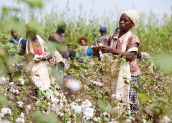 Les producteurs de coton réclament une meilleure rémunération et dénoncent les retards de paiement