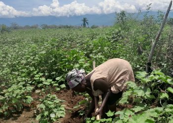 Les inondations de la rivière Rusizi menacent gravement la culture du coton à Rukaramu