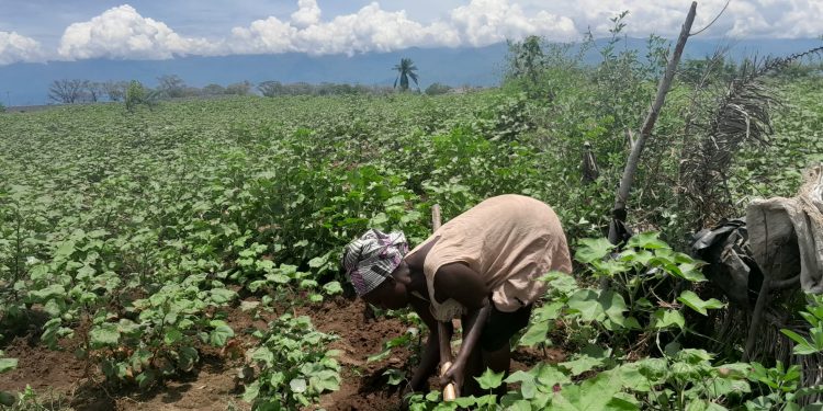Les inondations de la rivière Rusizi menacent gravement la culture du coton à Rukaramu