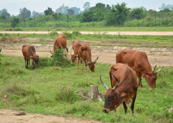 Mutimbuzi : Les éleveurs de gros bétail demandent leur délocalisation