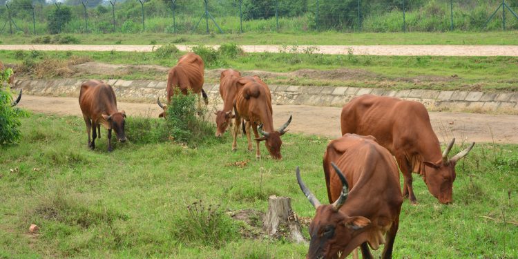 Mutimbuzi : Les éleveurs de gros bétail demandent leur délocalisation