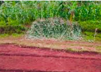 Kayanza: abarimyi basaba ko igiciro c’imbuto cogabanurwa