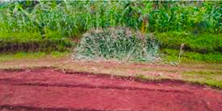 Kayanza: abarimyi basaba ko igiciro c’imbuto cogabanurwa