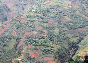 Kanyosha : une bonne production de haricots, mais des prix trop faibles pour les producteurs