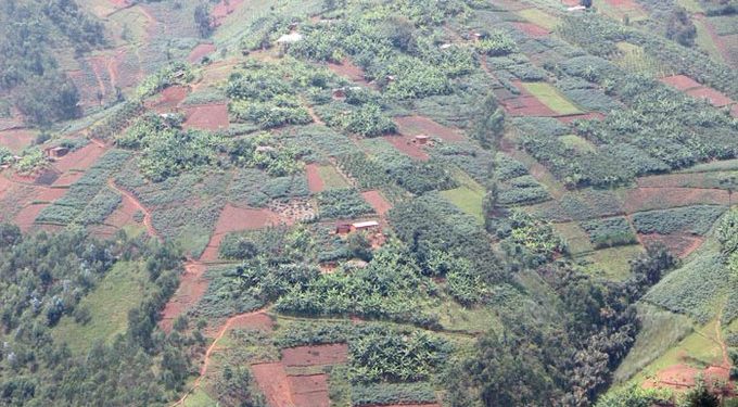 Kanyosha : une bonne production de haricots, mais des prix trop faibles pour les producteurs