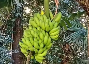 Kanyosha: Baratewe impungenge n’ibura ry’ubumaramasenge