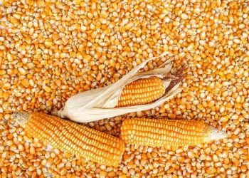 « À ce prix-là, on ne s’en sort pas » : les agriculteurs de Kayanza réclament mieux