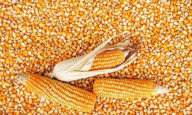 « À ce prix-là, on ne s’en sort pas » : les agriculteurs de Kayanza réclament mieux