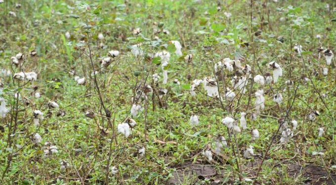 Gatumba, terre de coton oubliée