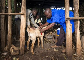 Makamba : les limites du système de santé animale communautaire