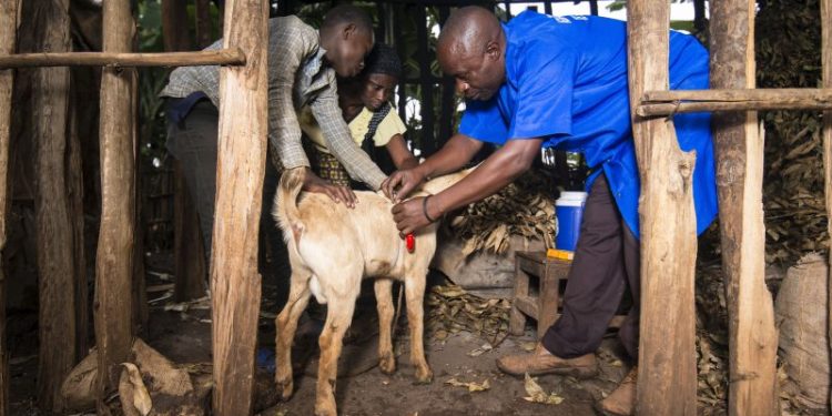 Makamba : les limites du système de santé animale communautaire