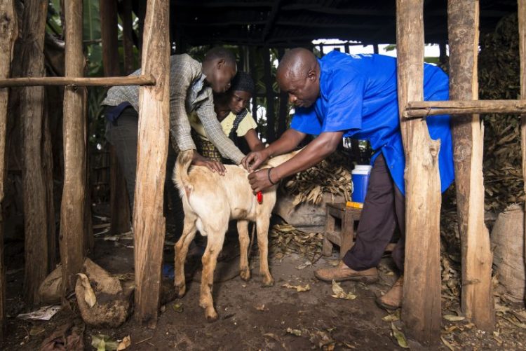 Makamba : les limites du système de santé animale communautaire