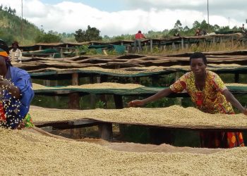 Musigati : la digitalisation des paiements divise les caféiculteurs