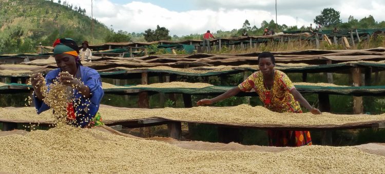 Musigati : la digitalisation des paiements divise les caféiculteurs