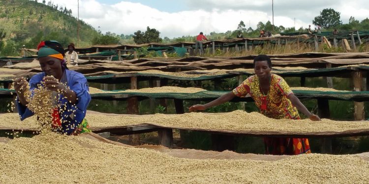 Musigati : la digitalisation des paiements divise les caféiculteurs