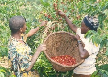 Rentrée scolaire compromise pour les caféiculteurs de Bubanza