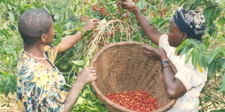 Rentrée scolaire compromise pour les caféiculteurs de Bubanza