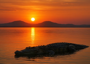 Nyanza : une fillette grièvement blessée par un crocodile au bord du lac Tanganyika