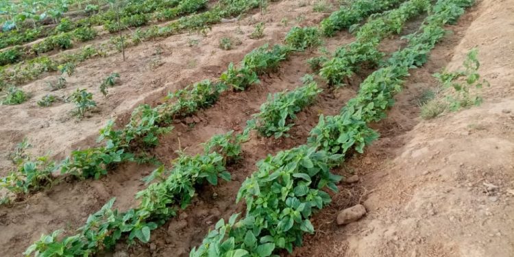 Vallée de Kajeke : quand l’eau nourrit les conflits au lieu des cultures